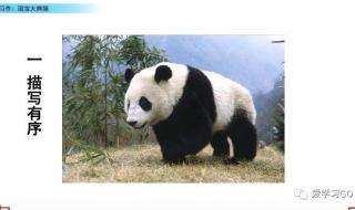 国宝大熊猫的资料三年级下册摘抄 大熊猫资料三年级下册